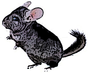 chinchilla