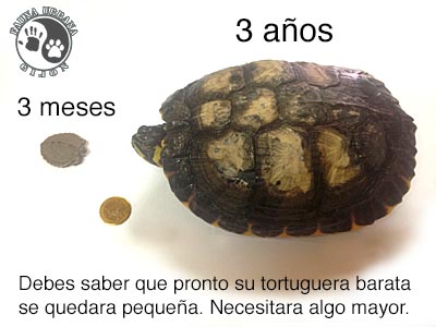 tortucomparativa